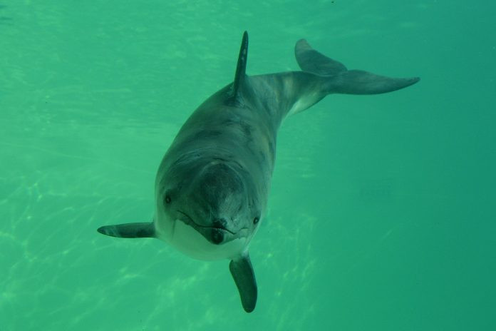 A Harbour Porpoise swimming towards the camera