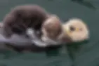 Sea otter mother and its newborn pup