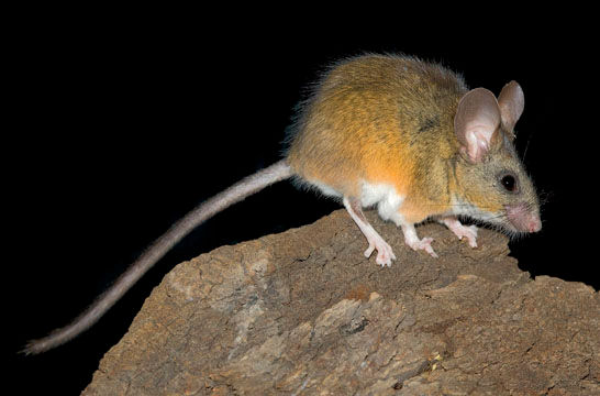 California mouse on a rock