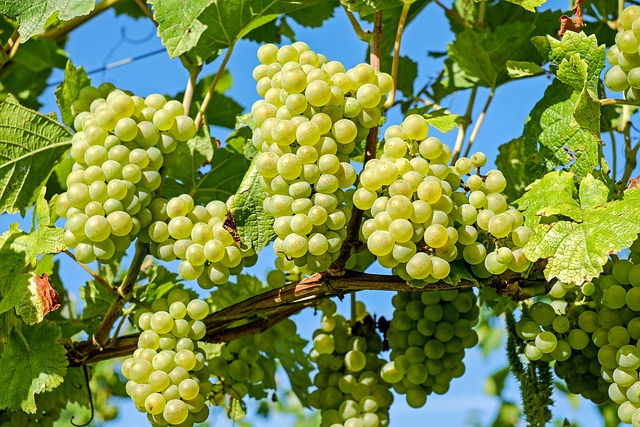 Bunches of white grapes