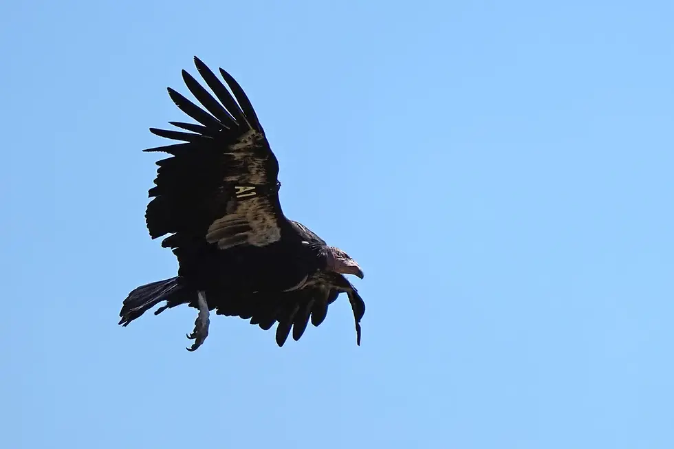 California condor in flight