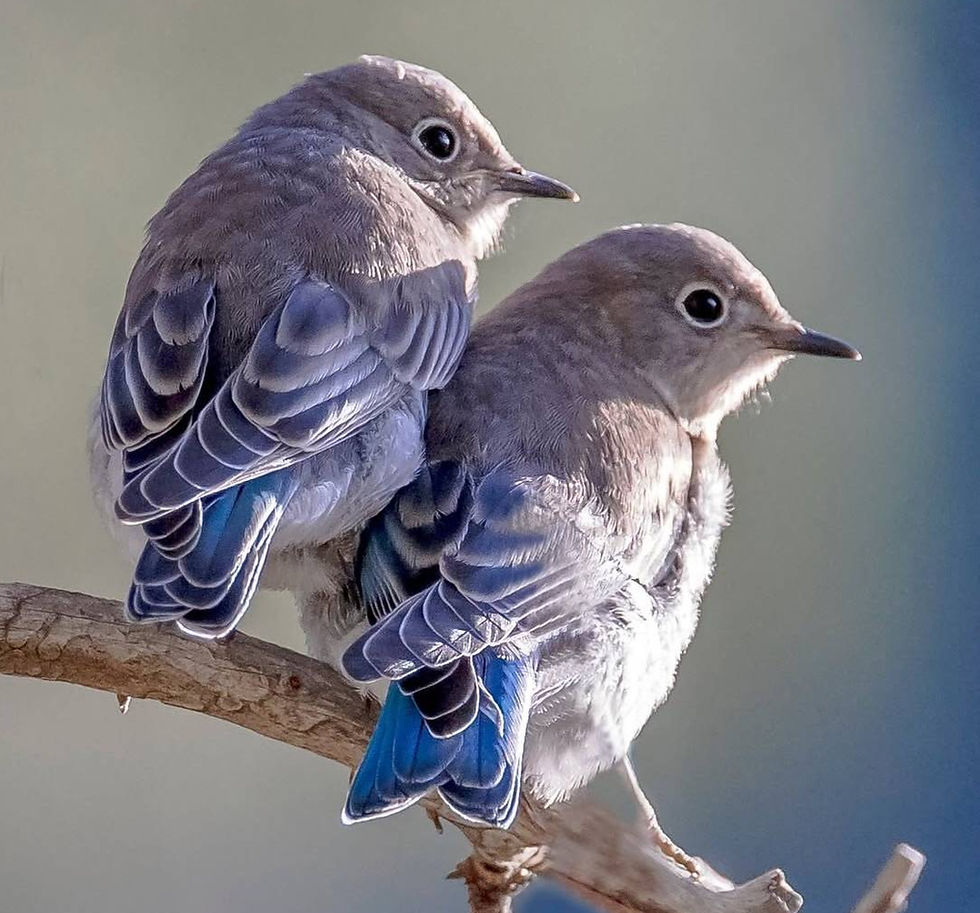 two juvenile mountain bluebirds resting on a thin branch