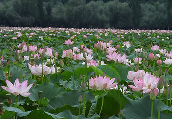Pink lotuses flowering on Wular Lake, Kashmir