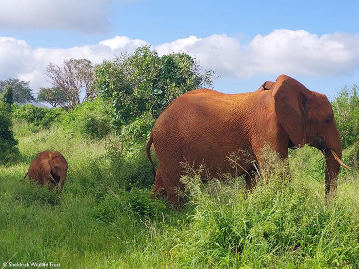 Mother elephant with her baby strolling through the bush
