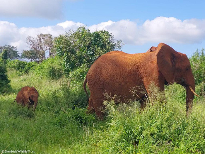 Mother elephant with her baby strolling through the bush