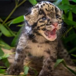 Cloud leopard born at Oklahoma Zoo yawning