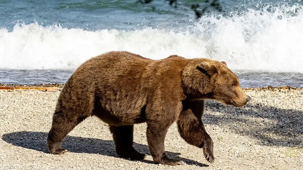 Bear 910 showing good bulk as she walks beside a river in Katmai National Park