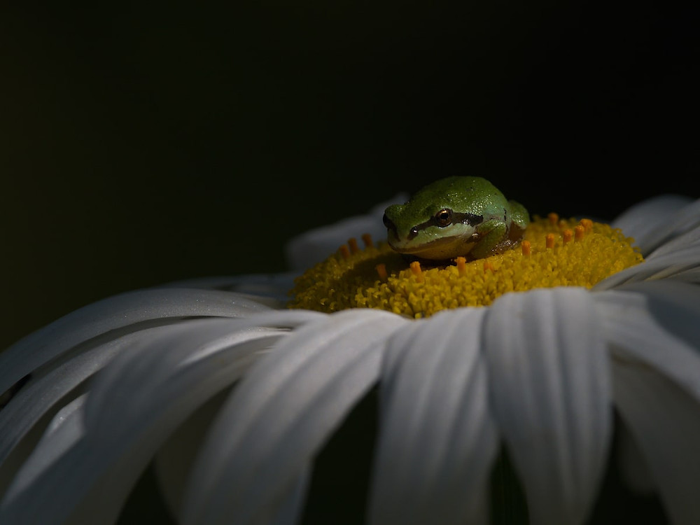 Tiny Pacific tree frog sitting inside a white flower