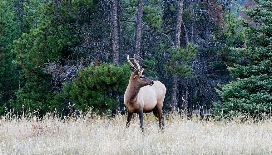 Young male caribou