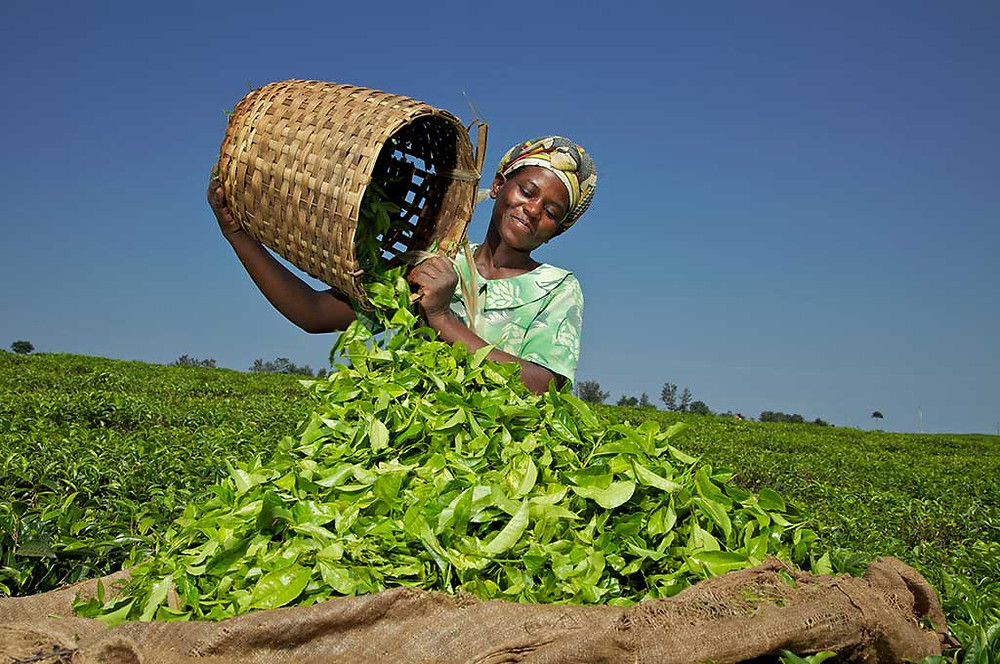 Rwandan women tipping out a basket of tea leaves into a larger container