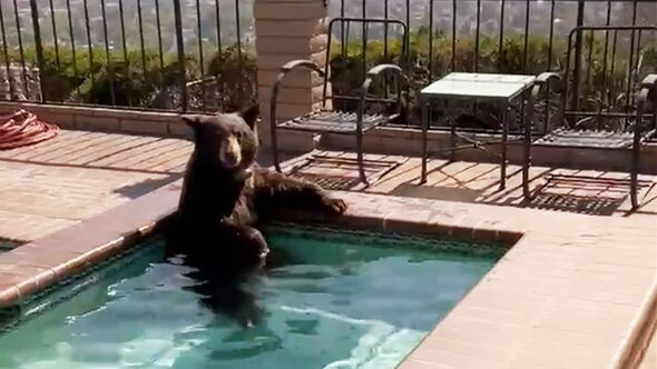 Bear in a Jacuzzi