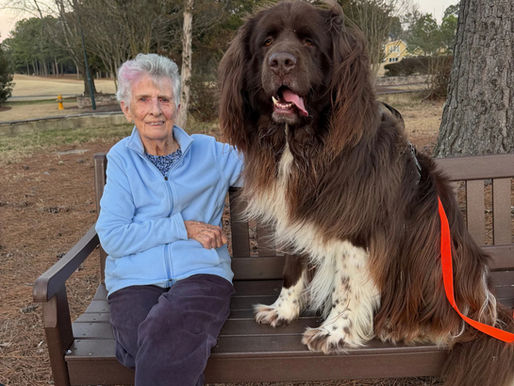 barbara collins sitting on a garden bench with her 150lb Newfoundland dog