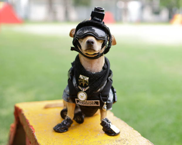 chihuahua outfitted with miniature goggles, a fitted tactical vest, a helmet and even a petite head-mounted camera