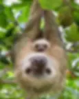 Hoffmann's two-toed sloth mother and her two-month-old baby