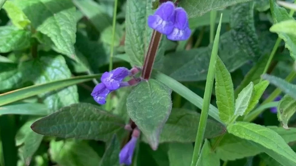 skullcap flower found on the Isle of Man