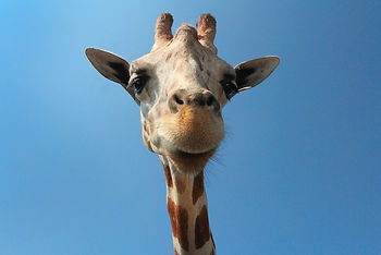 Giraffe's head