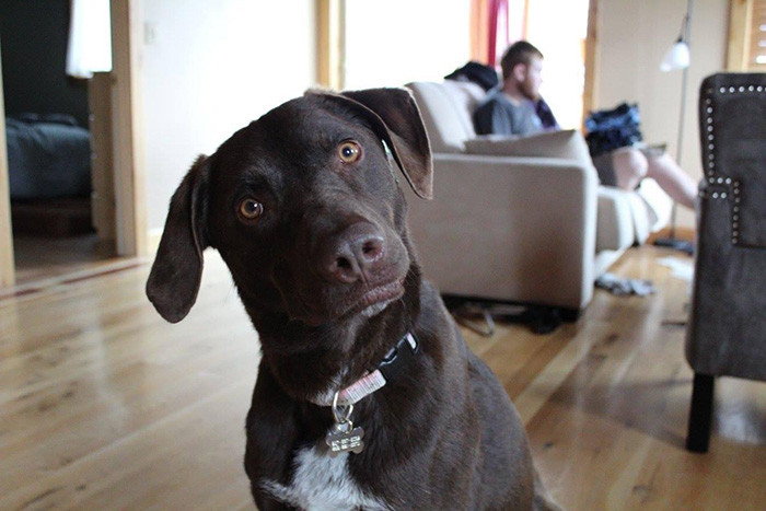 Cute looking dog called Gus