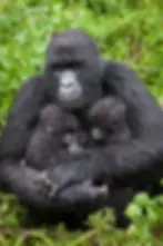 A mountain gorilla mother holding five-month-old twin babies