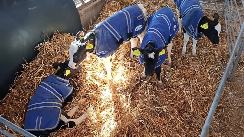 Quadruplet calves born in Wales