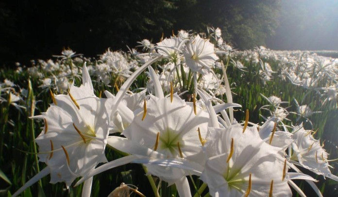 Cahaba lily