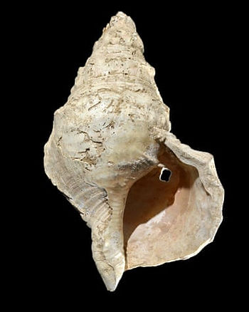 a conch shell modified by its prehistoric owners to be played like a horn