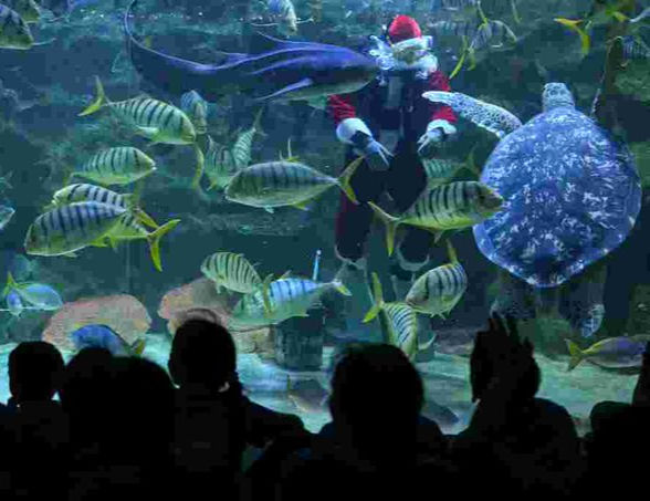 Diver dressed as Santa Claus in a large aquarium