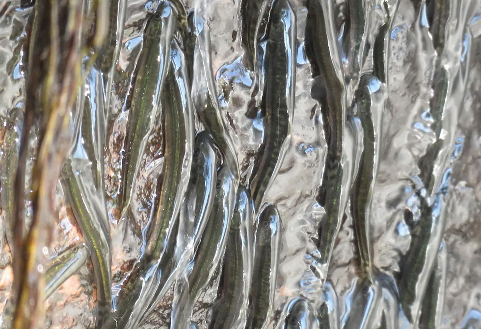 Fish That Climb a Sheer 50 Foot Rock Wall | OGN Daily