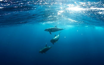 Three bottlenose dolphins released from captivity