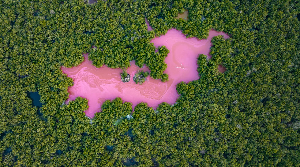 Pink water in a Colombia mangrove