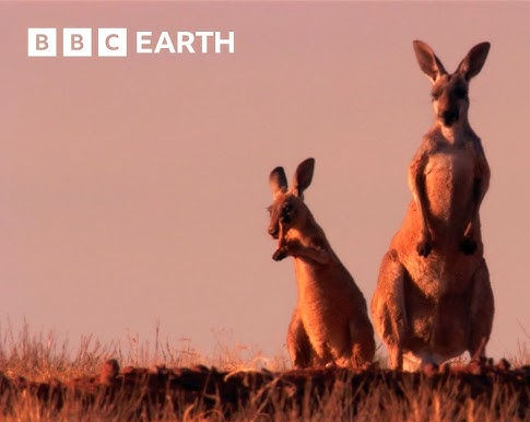 How Do Kangaroos Survive Australia's Extreme Heat?