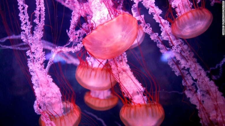 Pink coloured jelly fish