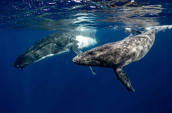 Two humpback whales swimming together