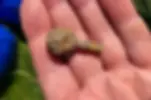 1.5-inch piece of gold with a decorative finial at one end