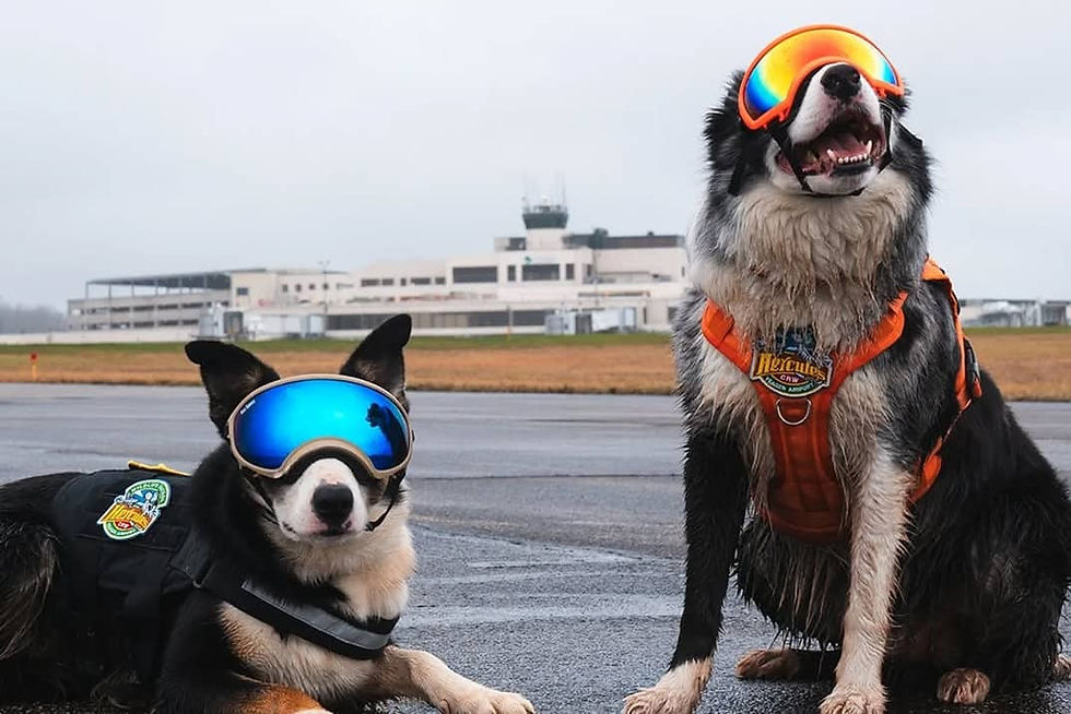 Border collies Hercules and Ned at the West Virginia International Yeager Airport in Charleston.