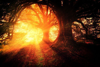 Sunlight filtering through an oak tree