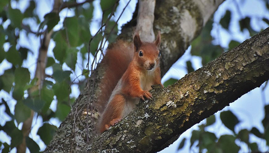 Red squirrel sitting on an oak tree branch