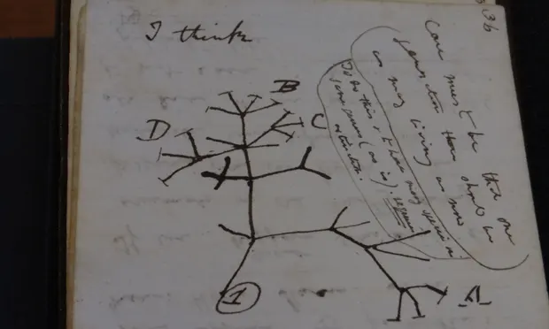 Darwin's Tree of Life sketch in ink on paper