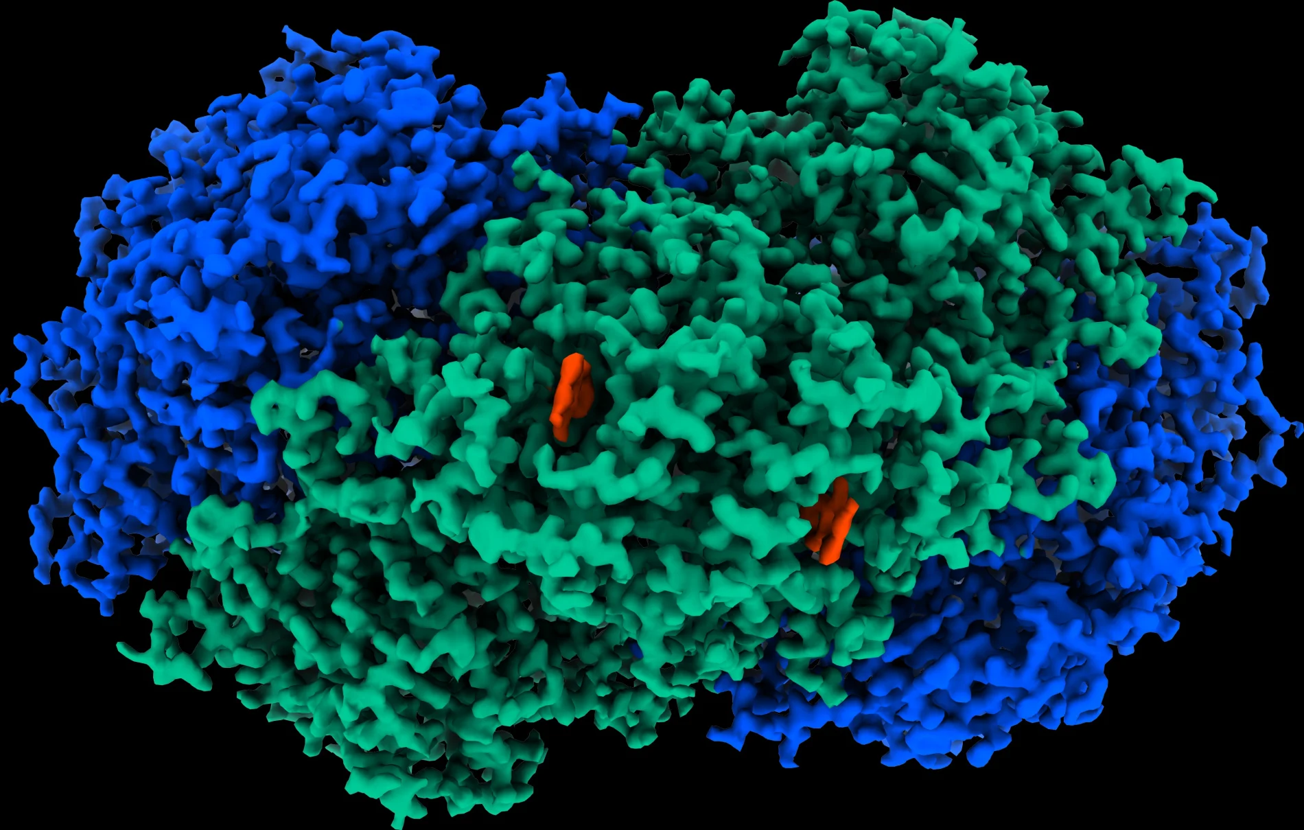 A map of the atomic structure of the Huc enzyme