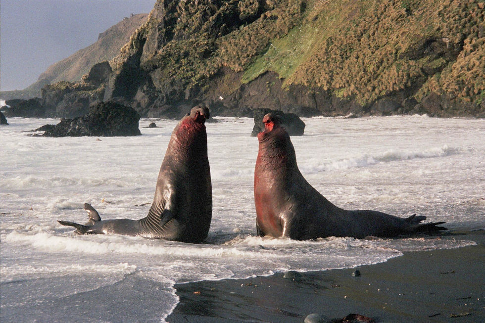Macquarie Island elephant seals