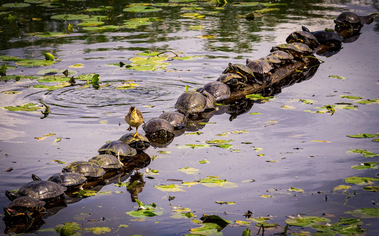 Duckling walking over the shells of a line of turtles