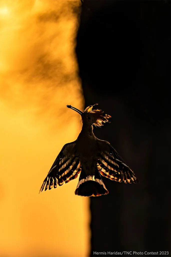 Hoopoe takes flight with its wings lit by the light of a sunrise in the early morning in the UAE