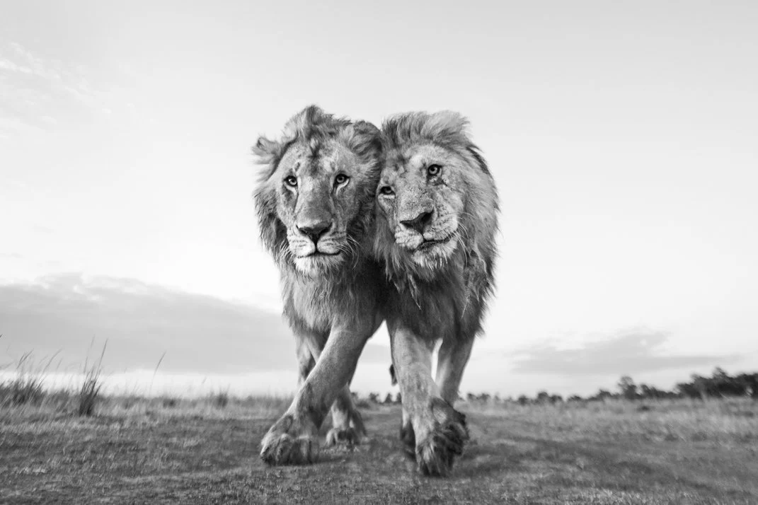 Pair of male lions walking side by side