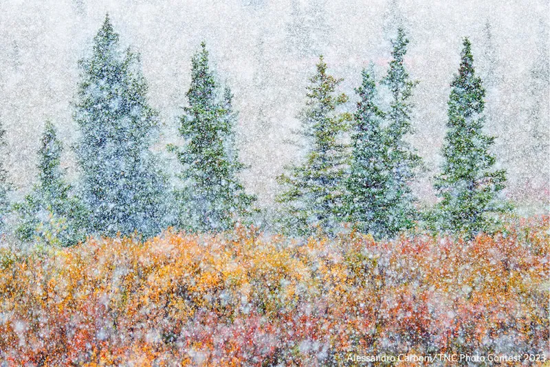 An intense snowstorm obscures the autumnal colours of the trees in this image which is reminiscent of an impressionist painting