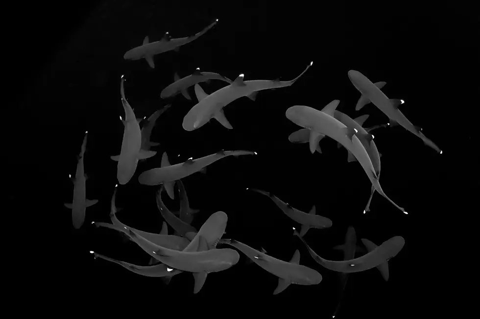 black-and-white image capturing white-tip reef sharks moving in perfect harmony