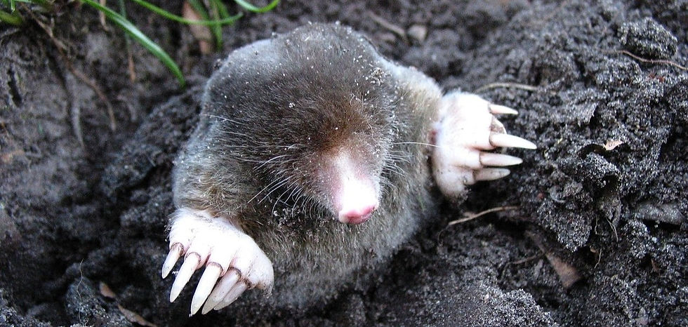Mole peering up out of a hole in the soil