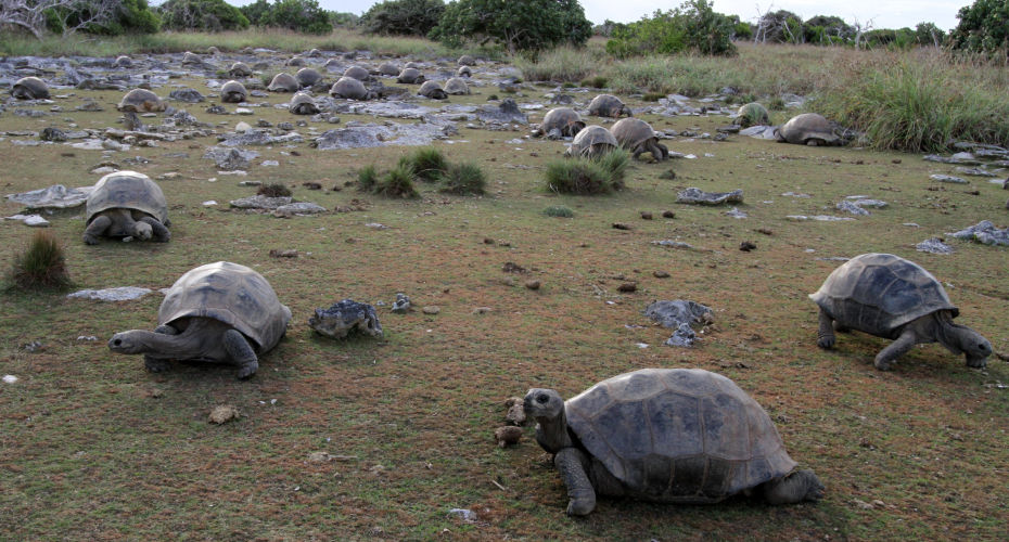 About two dozen giant tortoises grazing in a field