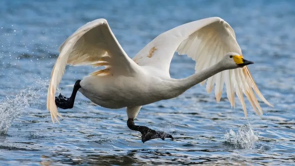 Whooper swan taking off