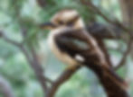A male kookaburra