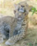 A six-week-old leopard cub nuzzling its mother.