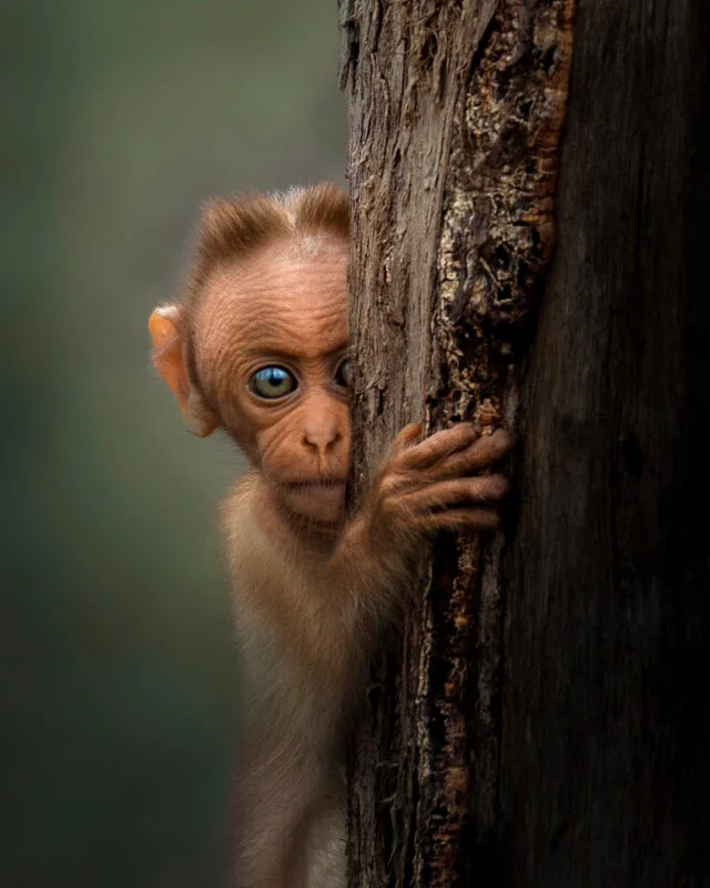 Monkey